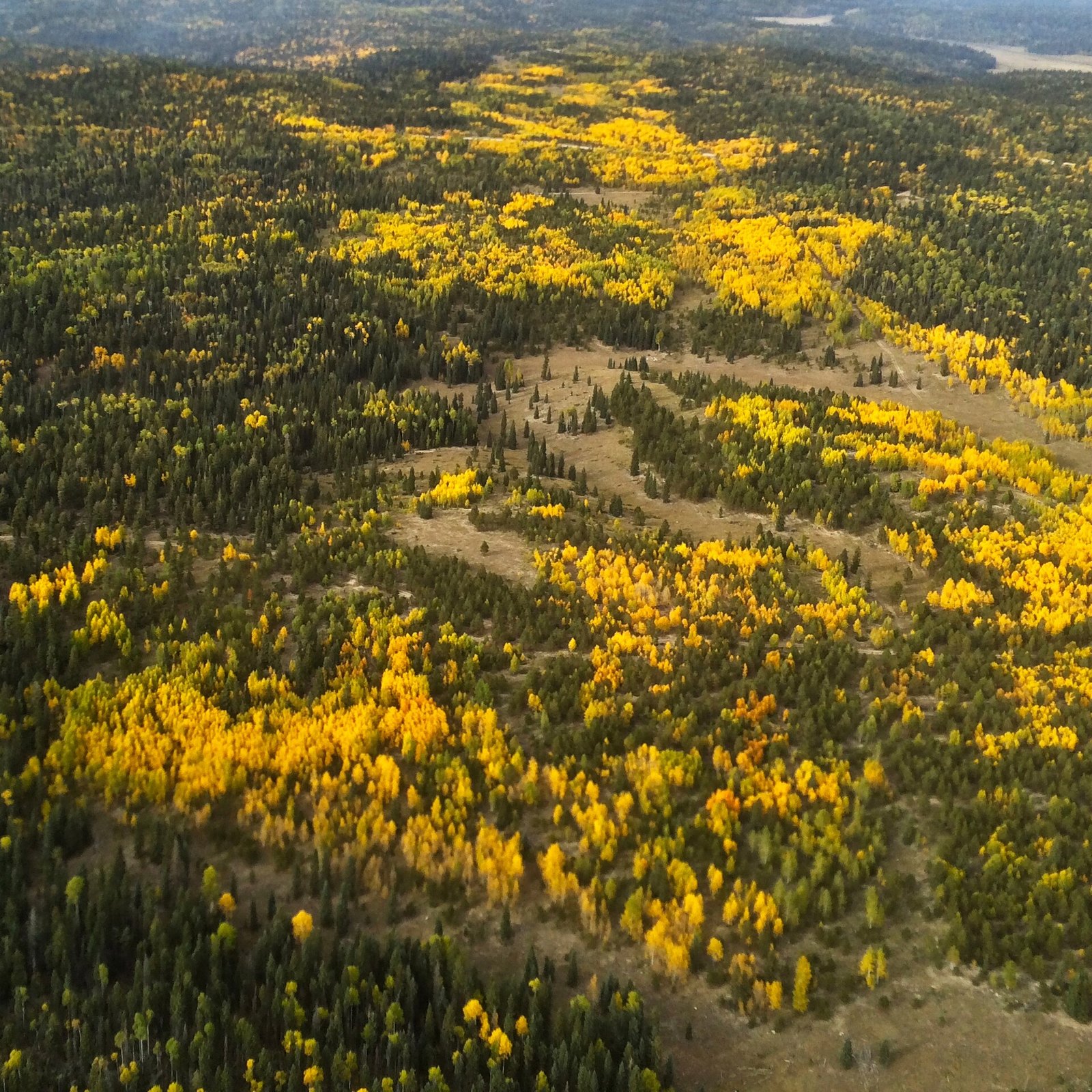 An aerial view of patches of gold aspen among dark evergreen forest and open clearings on a high plateau.