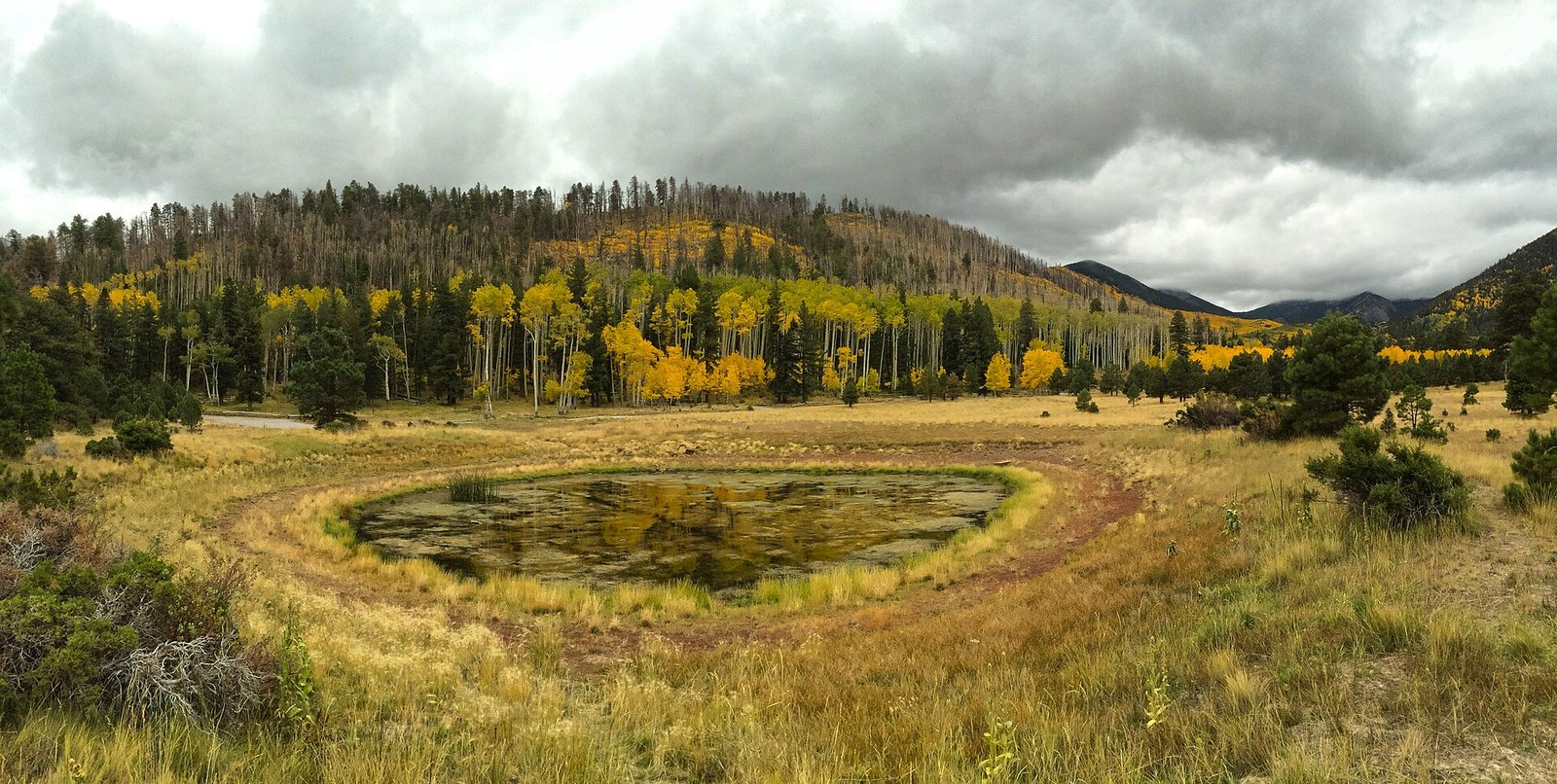 A grassy meadow with a small pond, groves of gold aspen on the hillside behind it and mountain slopes under gray clouds.