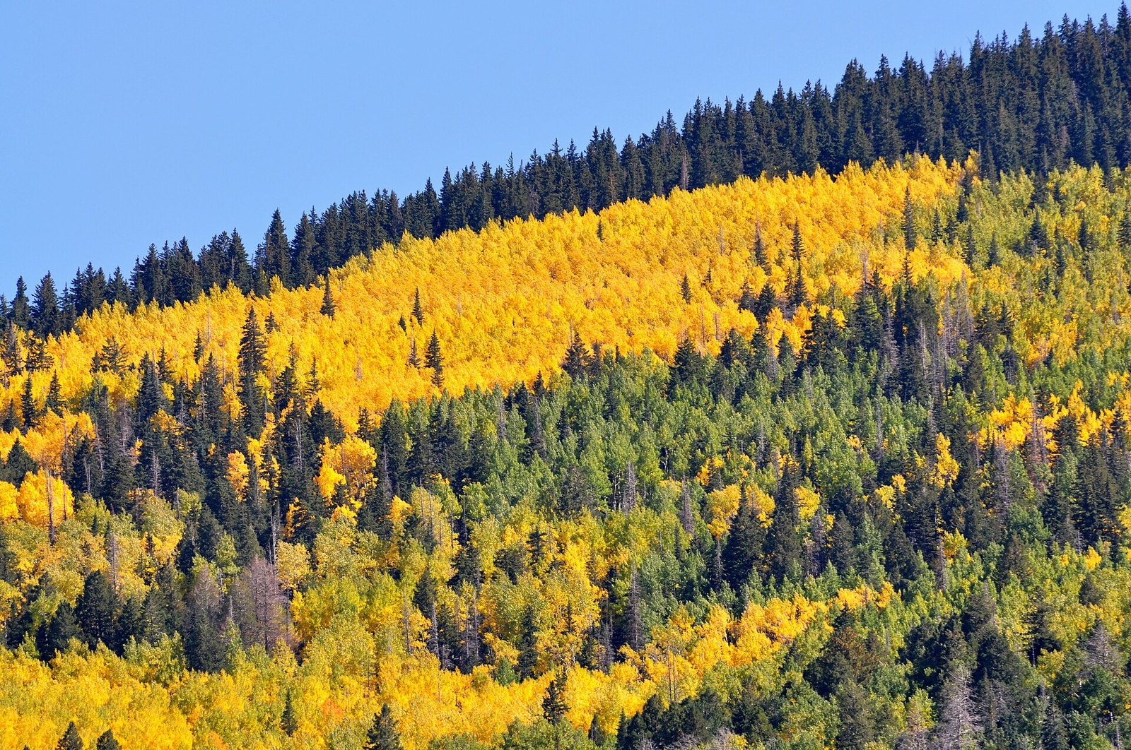 A mountainside of gold aspen among dark green evergreens, with a blue sky above.