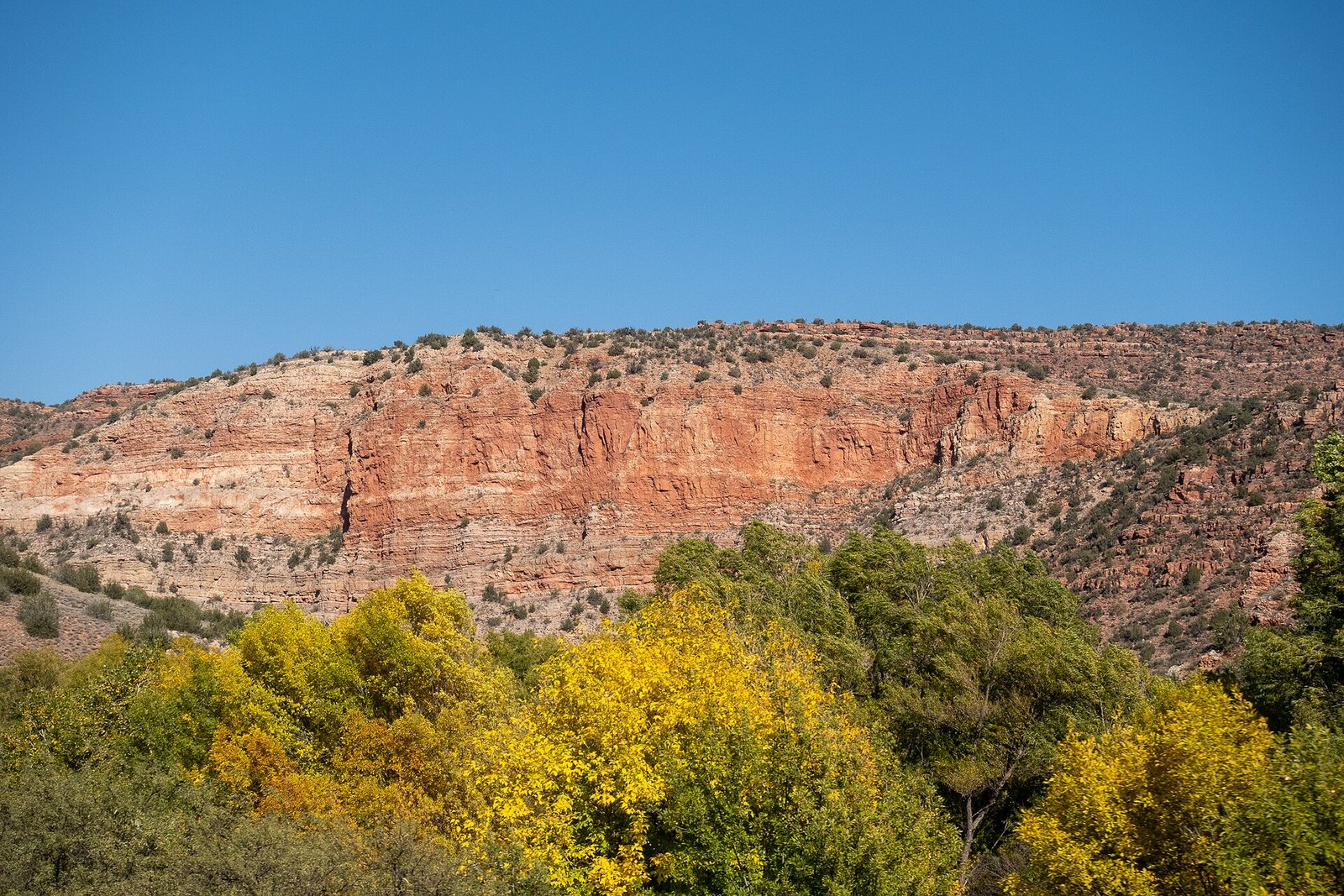 Gold and yellow-green trees at the foot of a tall red sandstone cliff under a clear blue sky.