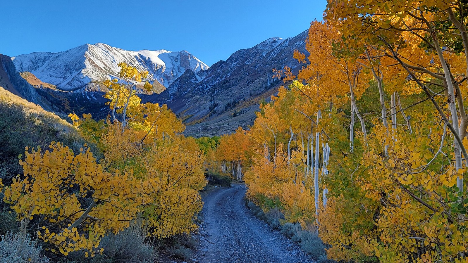 A gravel road winding between aspens in gold and orange, with a snow-dusted peak ahead.