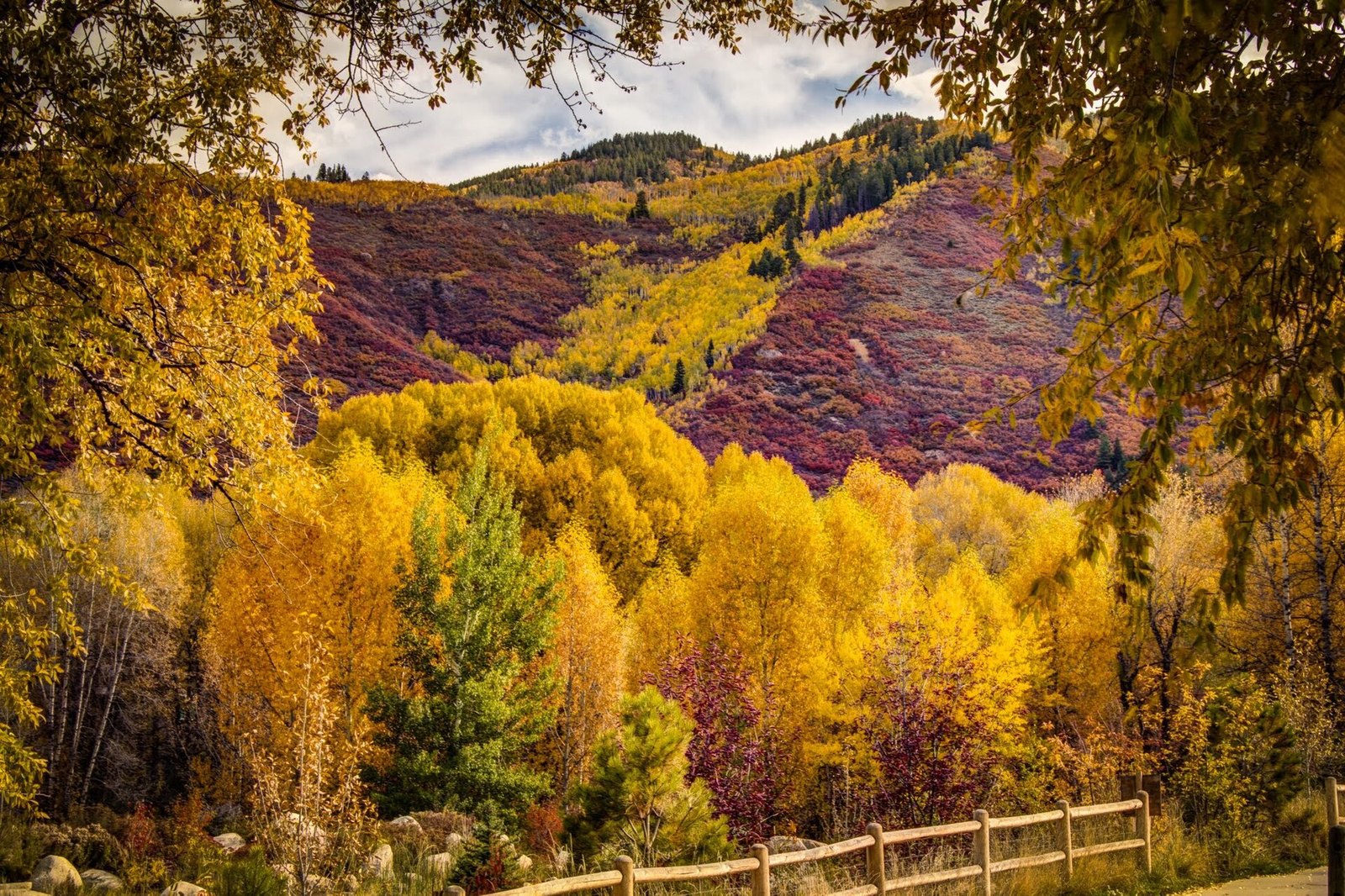 Gold aspens and cottonwoods in front of a hillside of red scrub oak and pale gold aspen, with a wooden rail fence at the bottom.