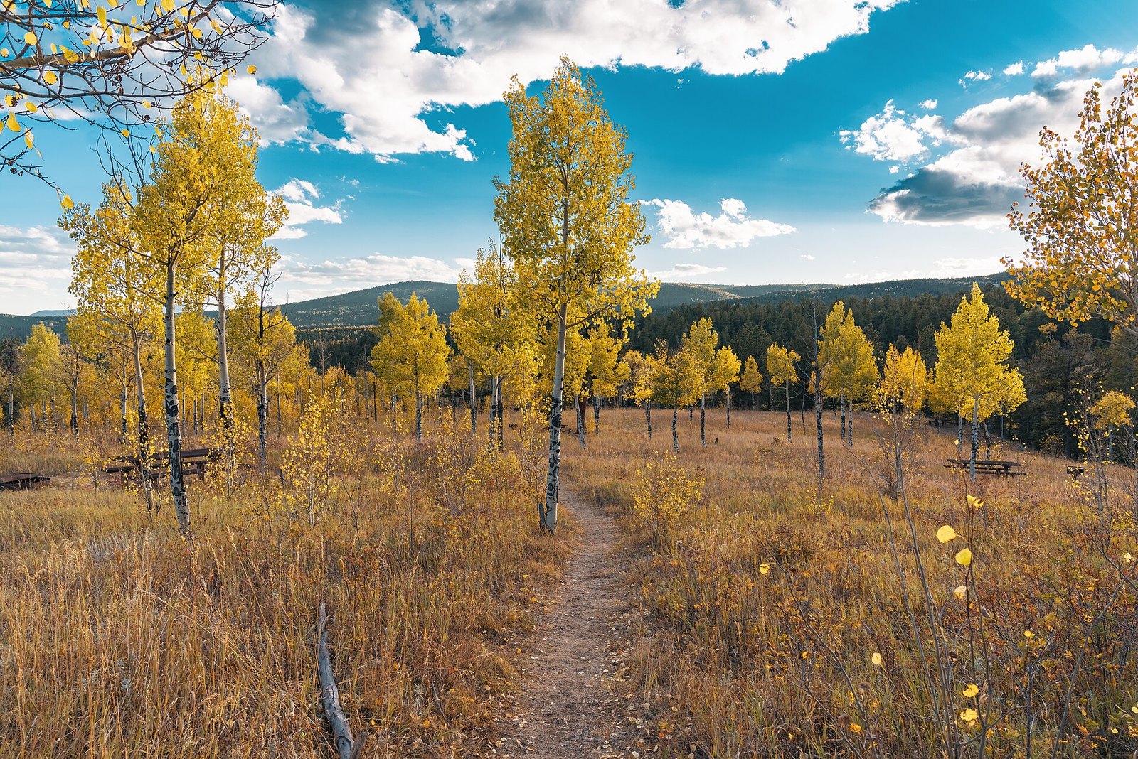 A dirt path through a meadow of tall yellow aspens, with picnic tables, a forested ridge and a blue sky with clouds.