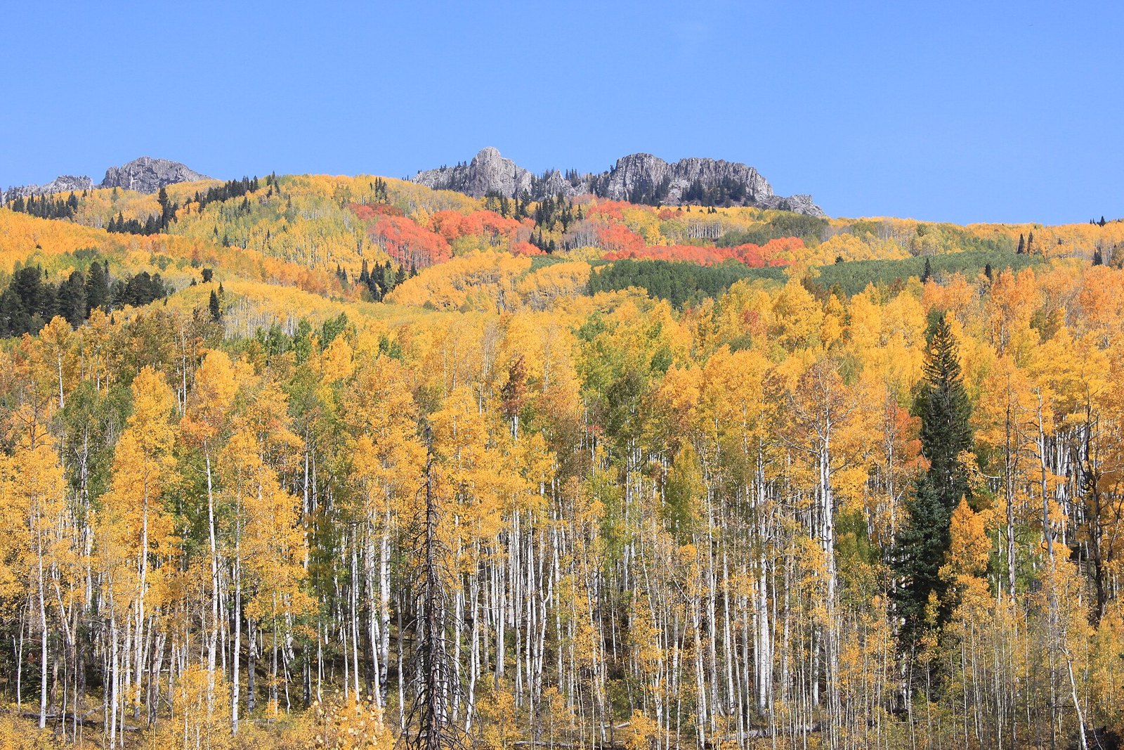 Hillsides of gold aspen with patches of orange scrub oak and gray rock outcrops under a clear blue sky.