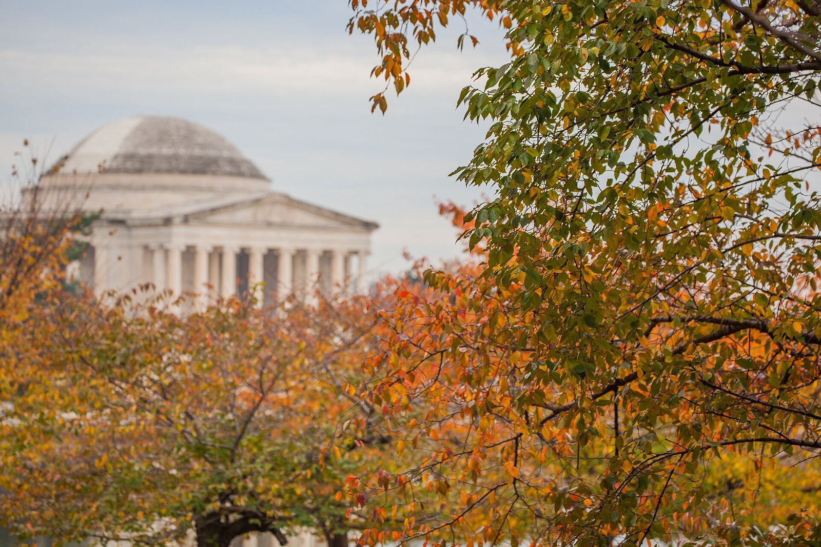 The dome of the Jefferson Memorial behind branches of orange and gold autumn leaves.