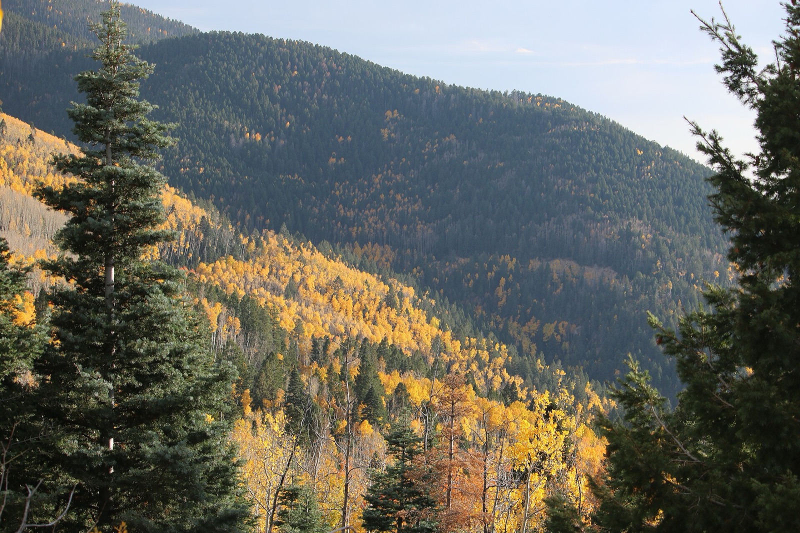 Gold aspen on a mountainside above the Aspen Vista road in the Santa Fe National Forest, New Mexico, with dark evergreen forest on the slopes beyond.