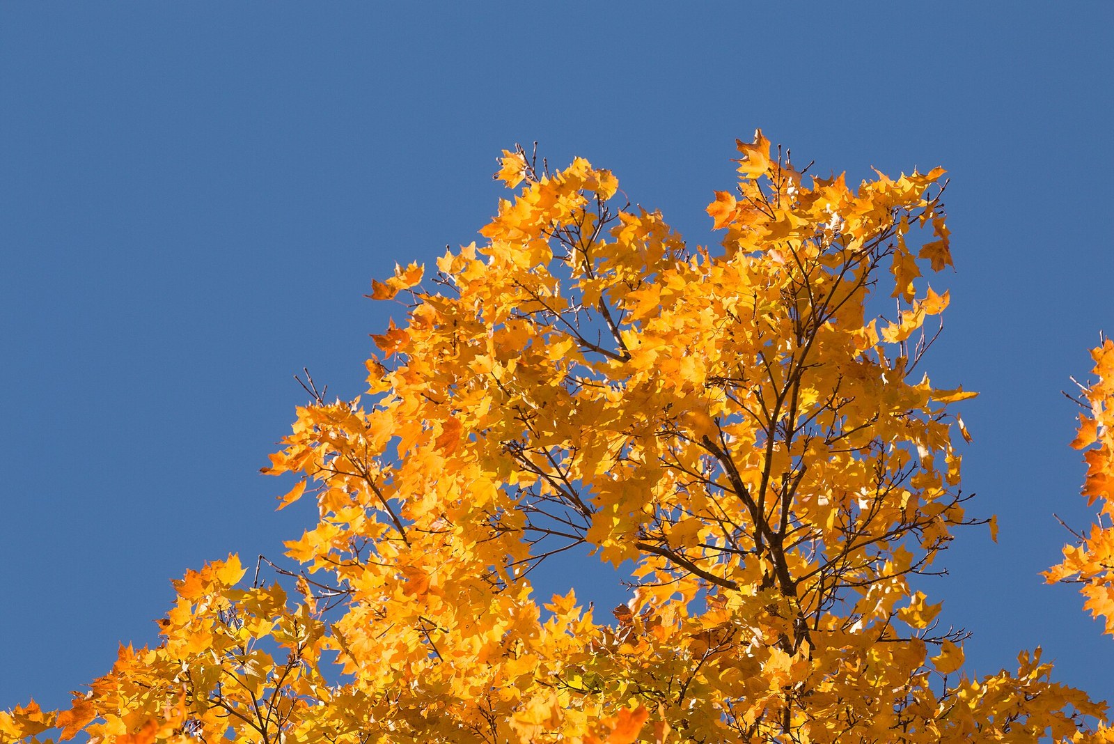 The crown of a sugar maple in golden yellow and orange leaves against a deep blue sky.