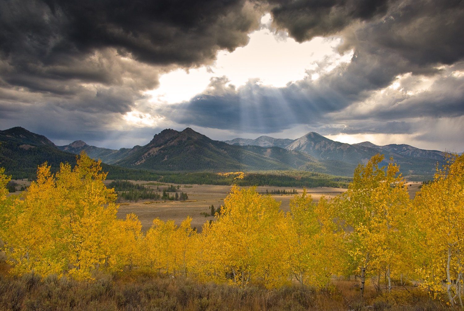 A grove of bright yellow aspens in the foreground, with a wide valley and mountains beyond and rays of light breaking through dark clouds.
