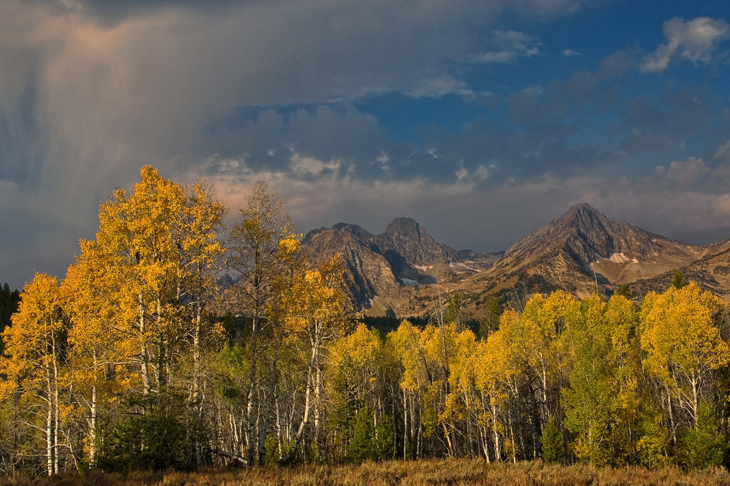 A stand of golden aspens in front of jagged peaks, with a rain shower falling from dark clouds.
