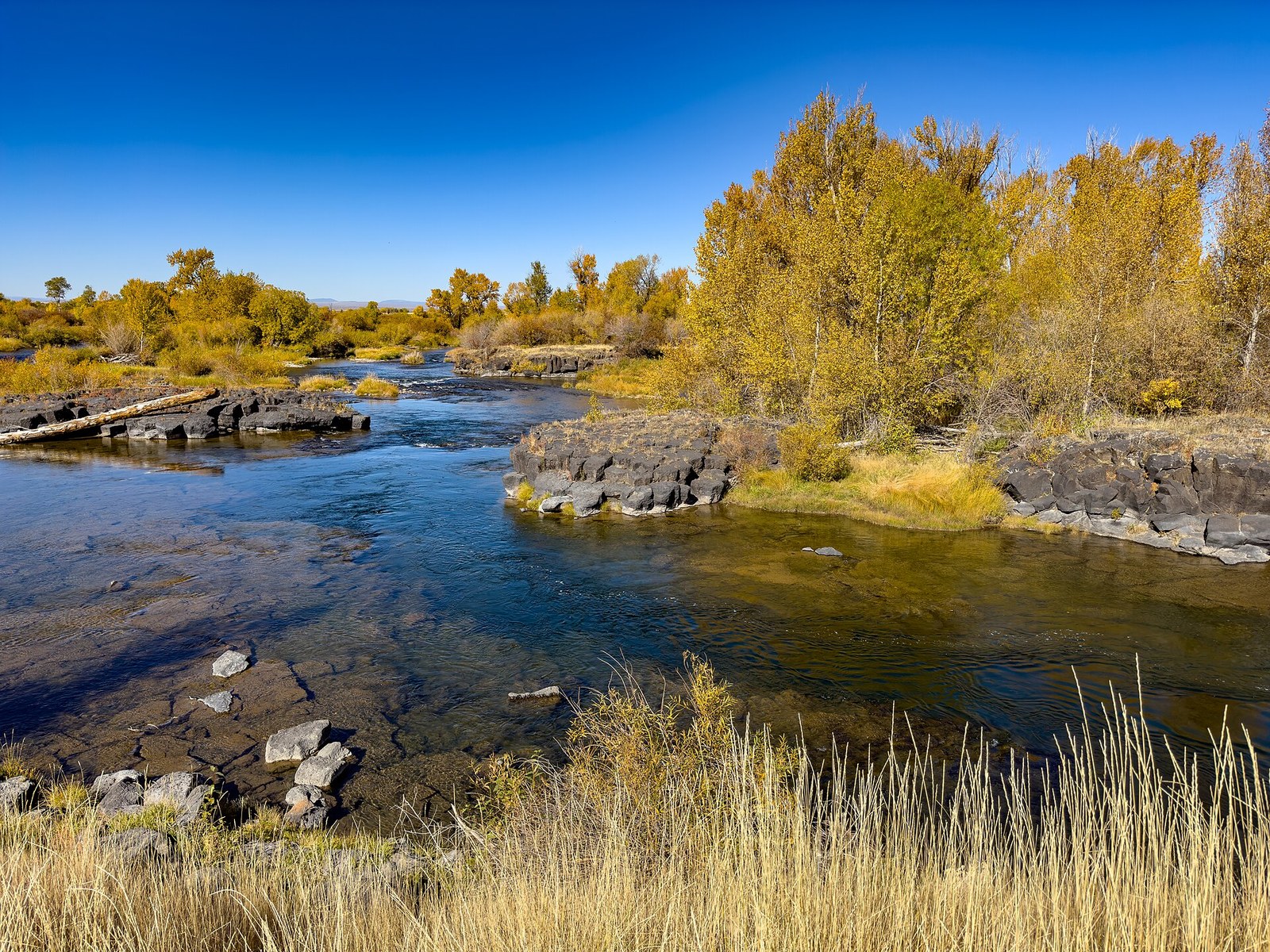 Gold cottonwoods along a clear river with dark basalt ledges and tall dry grass under a deep blue sky.