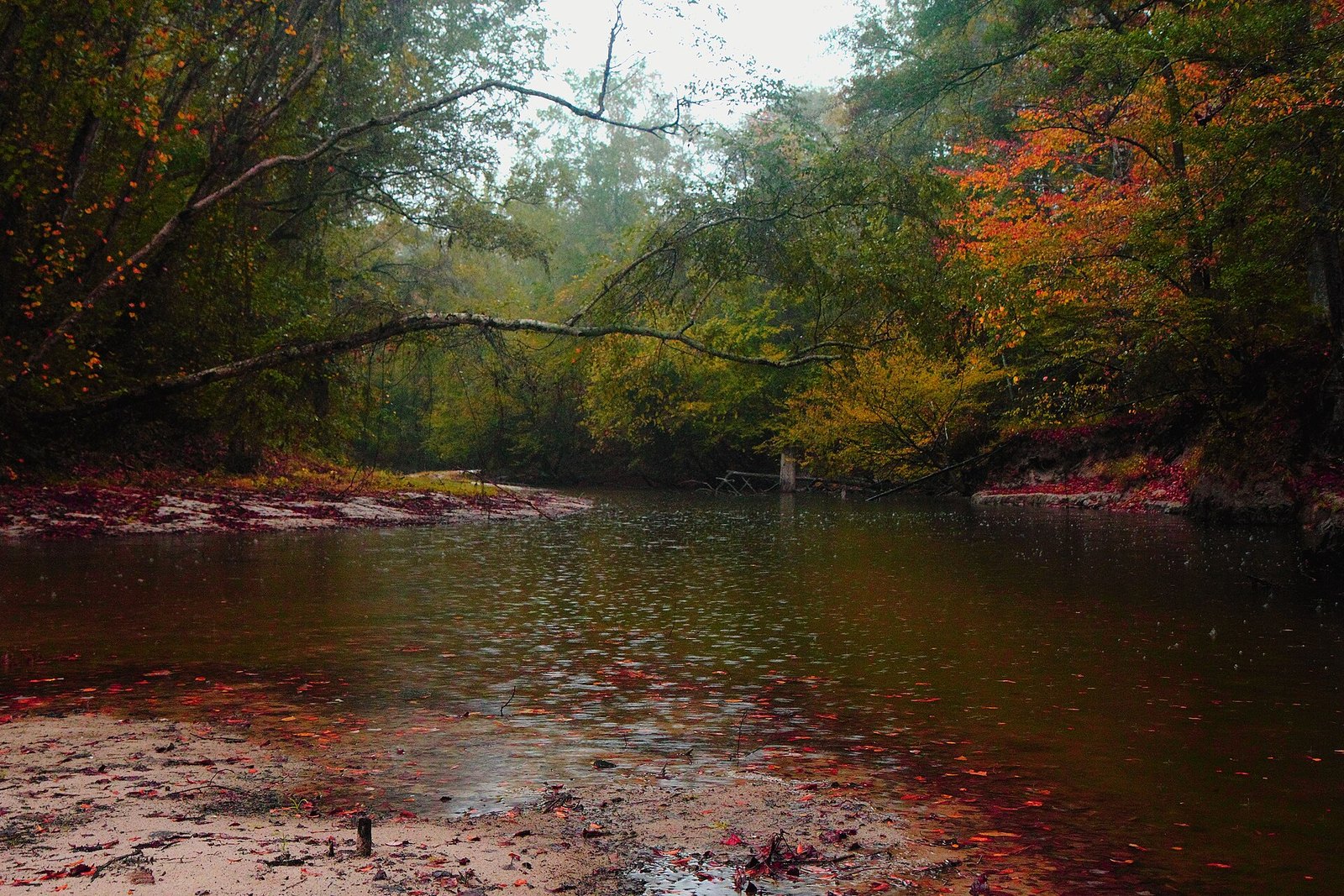 A slow brown bayou between wooded banks, with orange and red leaves in the trees and scattered red leaves on the sand and water.