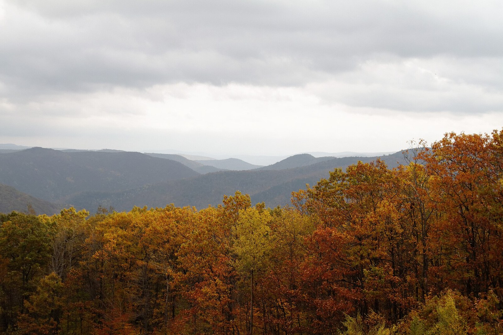 Oak and maple tops in orange and gold, with layered blue hills in the distance under a gray sky.