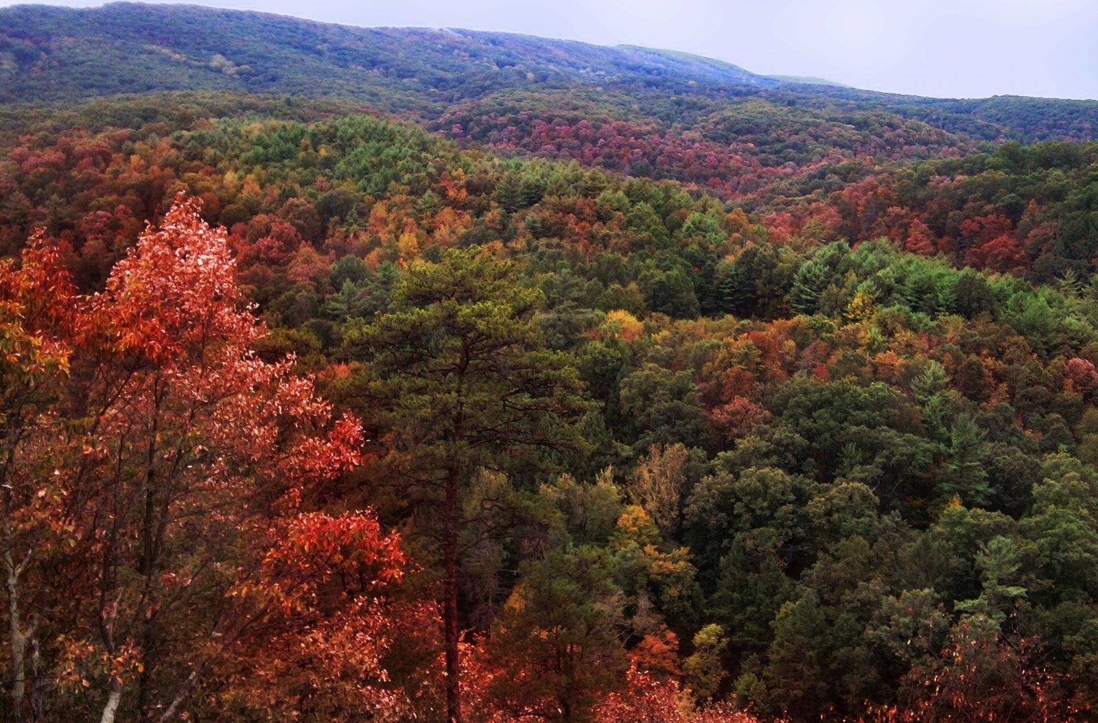 Forested hills at Green Ridge in red, orange and green under a pale sky.