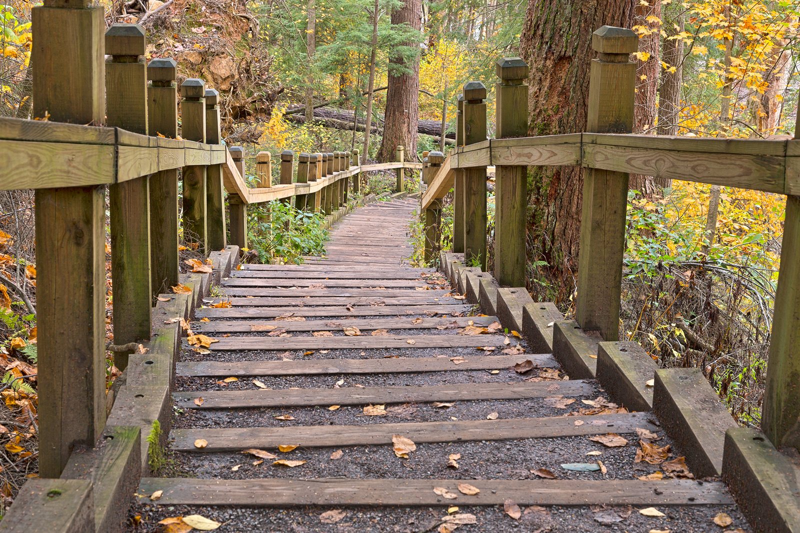 A wooden stairway down through trees dropping yellow and orange leaves.