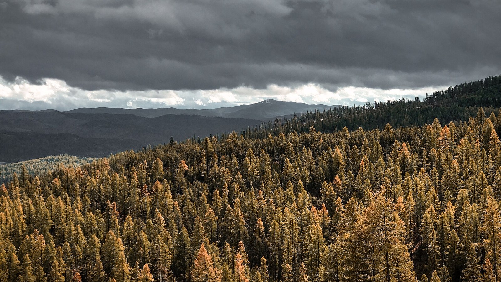 A hillside of western larch in gold and orange needles under a dark sky, with distant ridges beyond.