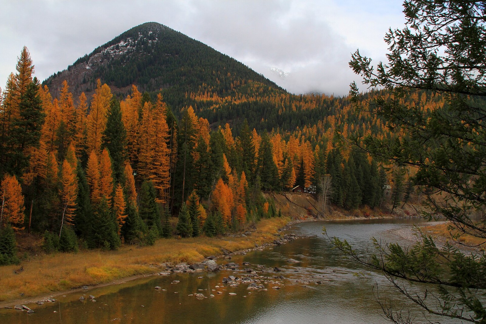 Orange western larch among dark evergreens on a hillside above a river bend under gray clouds.