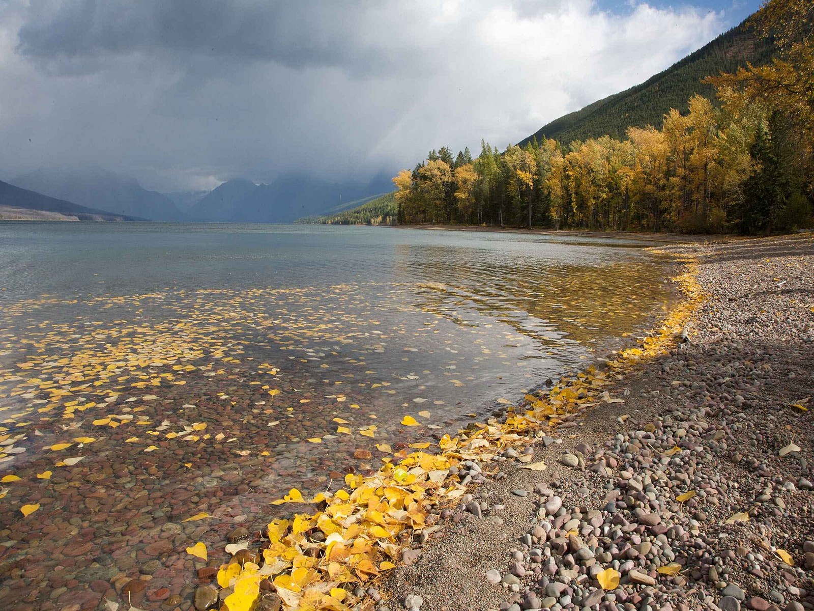 Yellow cottonwood leaves on a gravel shore and in clear water, with yellow trees along the lake and storm clouds over the far end.