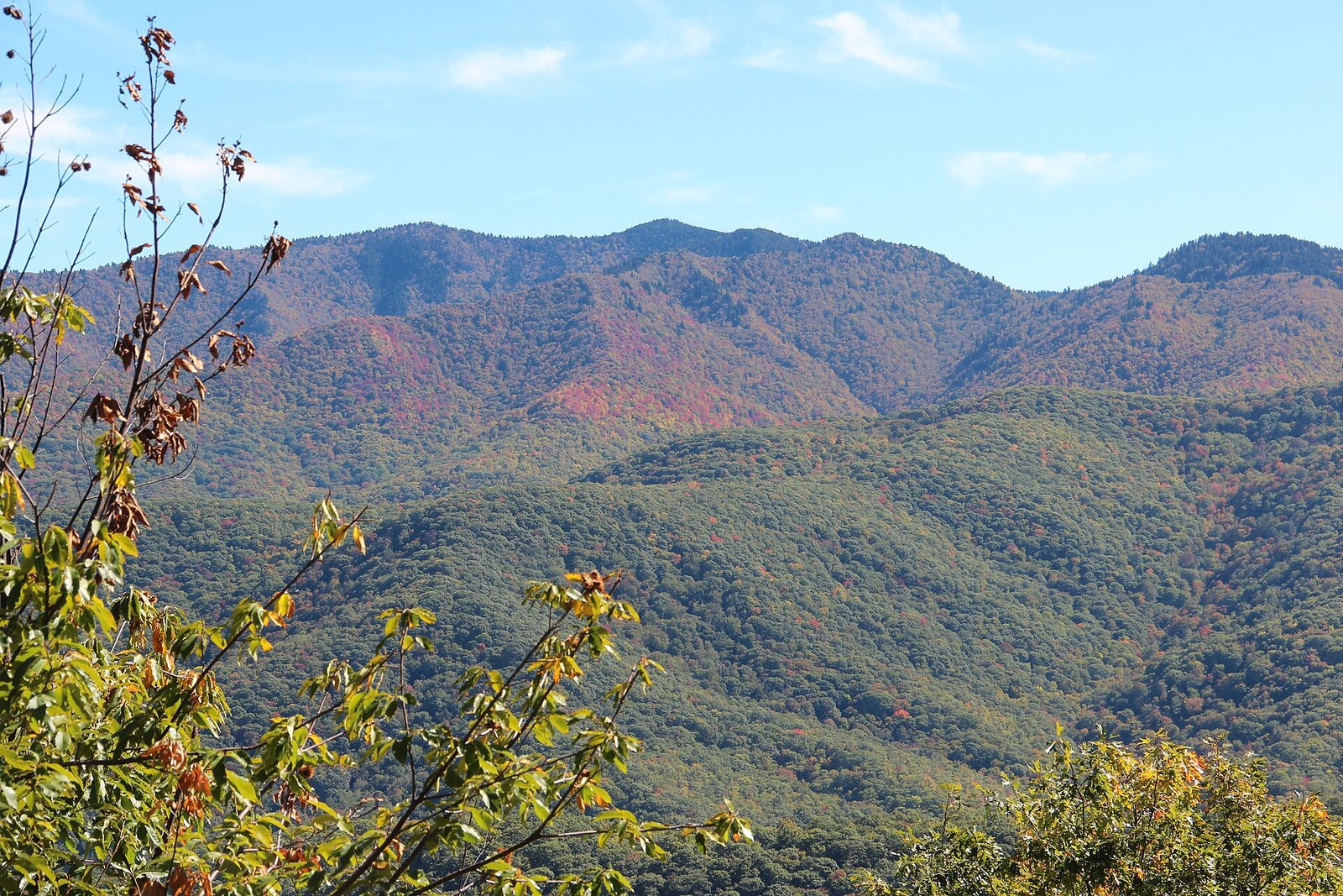 Red and orange patches high on the Richland Balsam ridge above green slopes, seen through yellow leaves from a Parkway overlook.