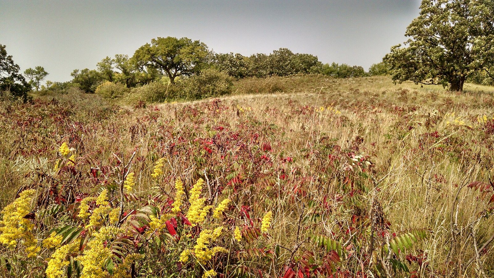 Red sumac and yellow goldenrod in tall prairie grass, with oaks on the hill beyond.
