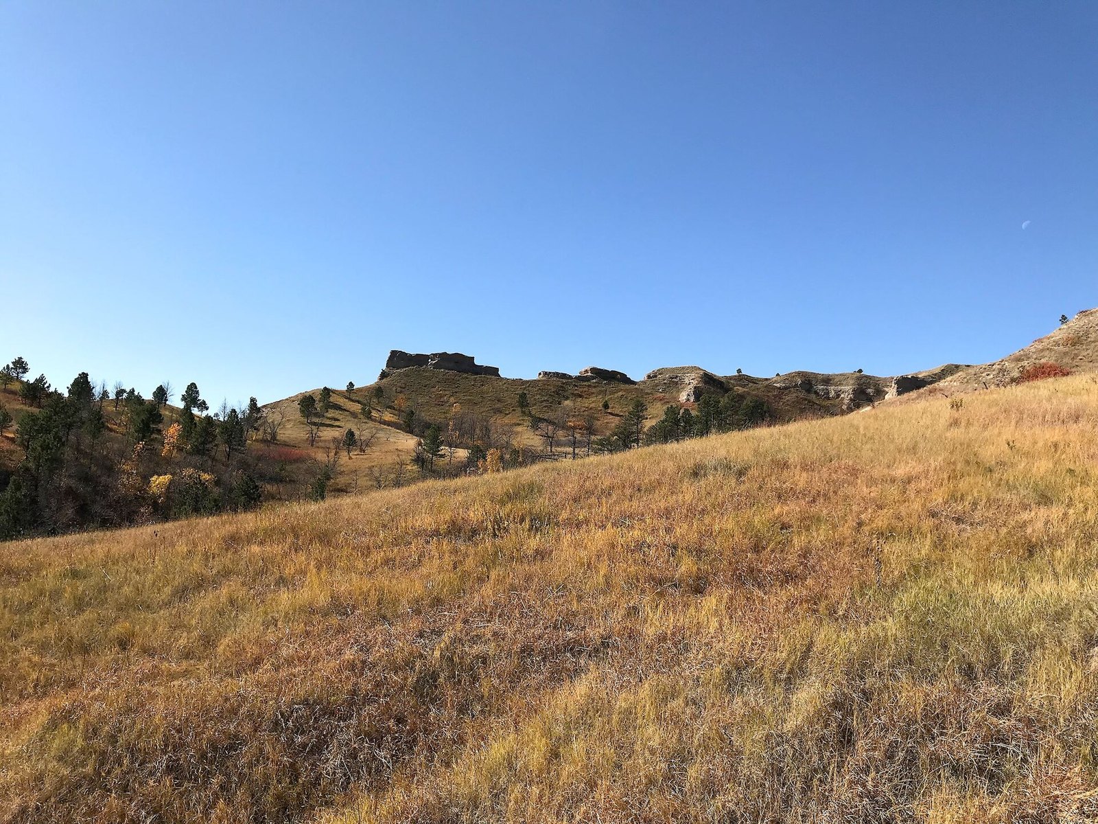 A hillside of golden autumn grass under a deep blue sky, with dark pines and a rocky ridge beyond.