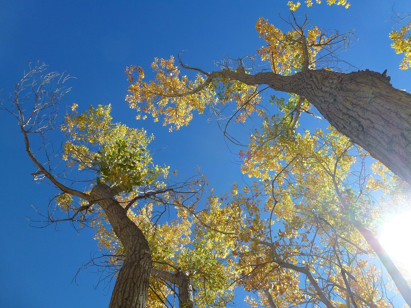 Looking up into the gold leaves of tall cottonwoods against a deep blue sky.