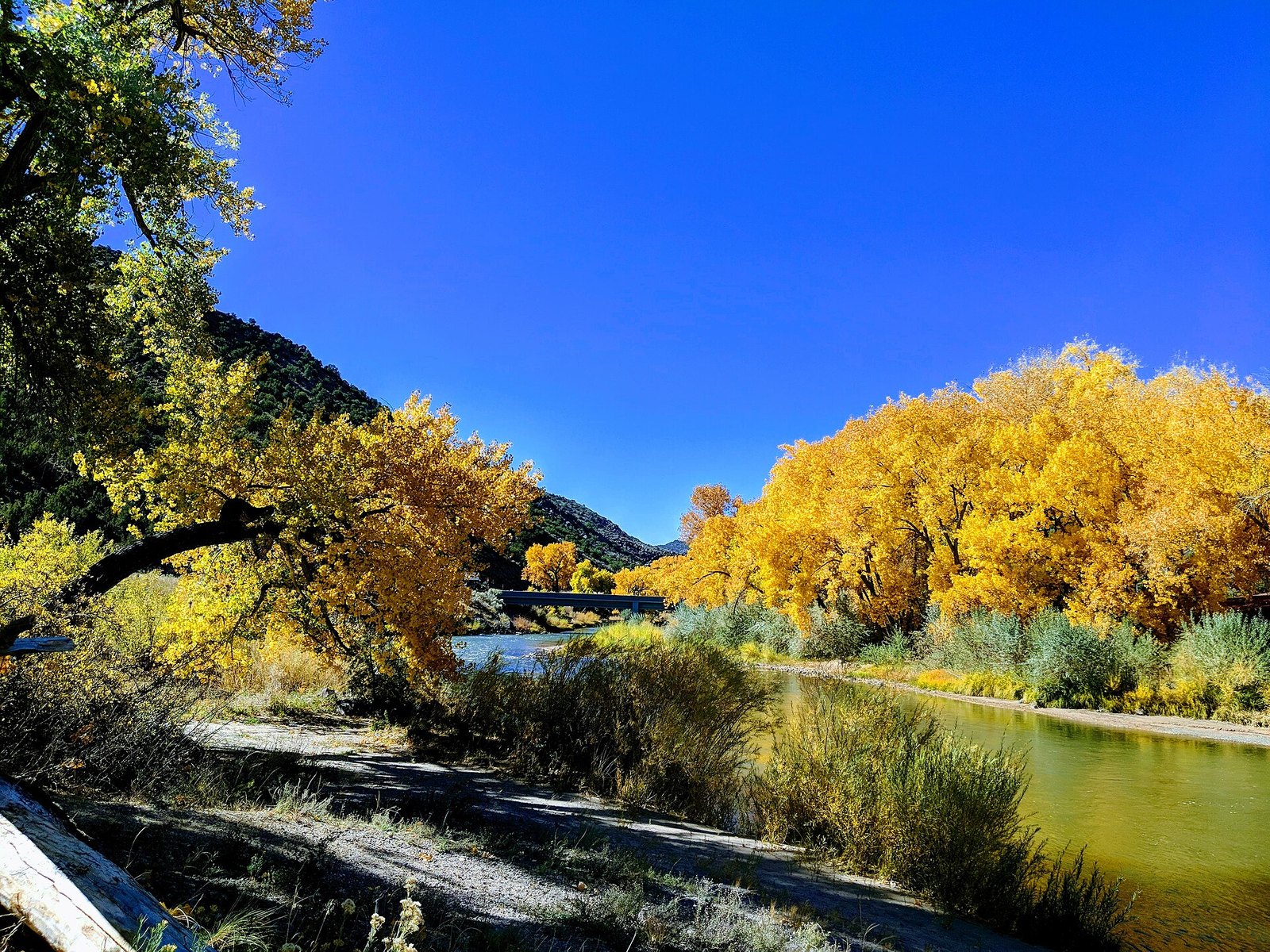 Tall gold cottonwoods along a bend of the Rio Grande under a deep blue sky.