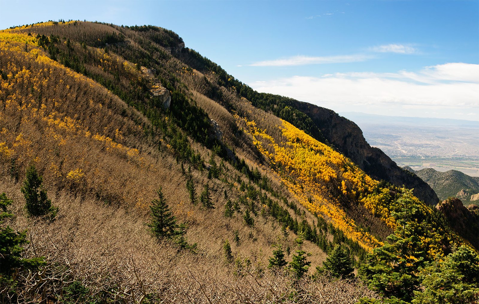 A steep mountain slope with bands of gold aspen among dark evergreens, above the wide valley below.