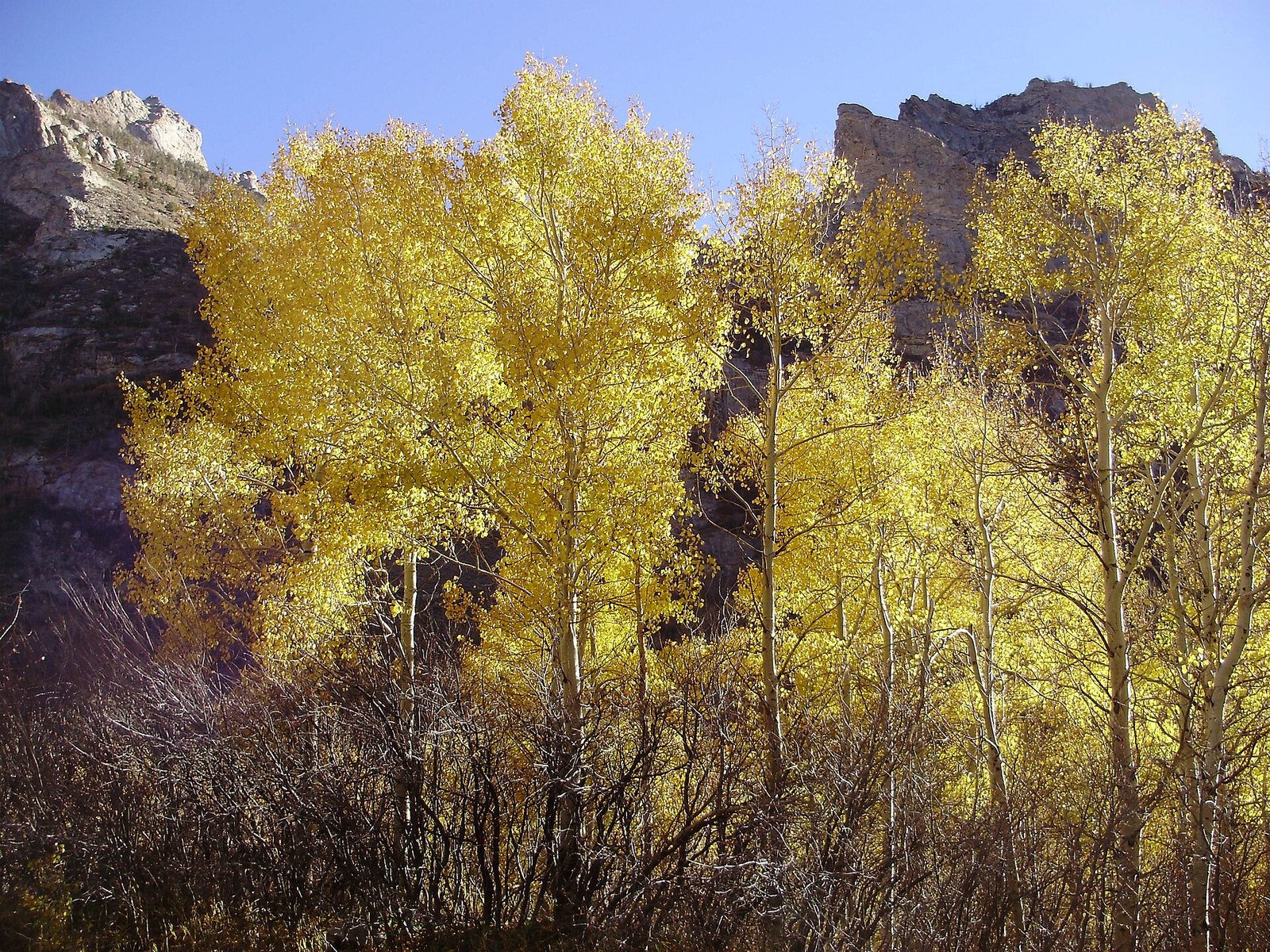 Bright gold aspens lit by the sun in front of dark gray cliffs and bare brush.