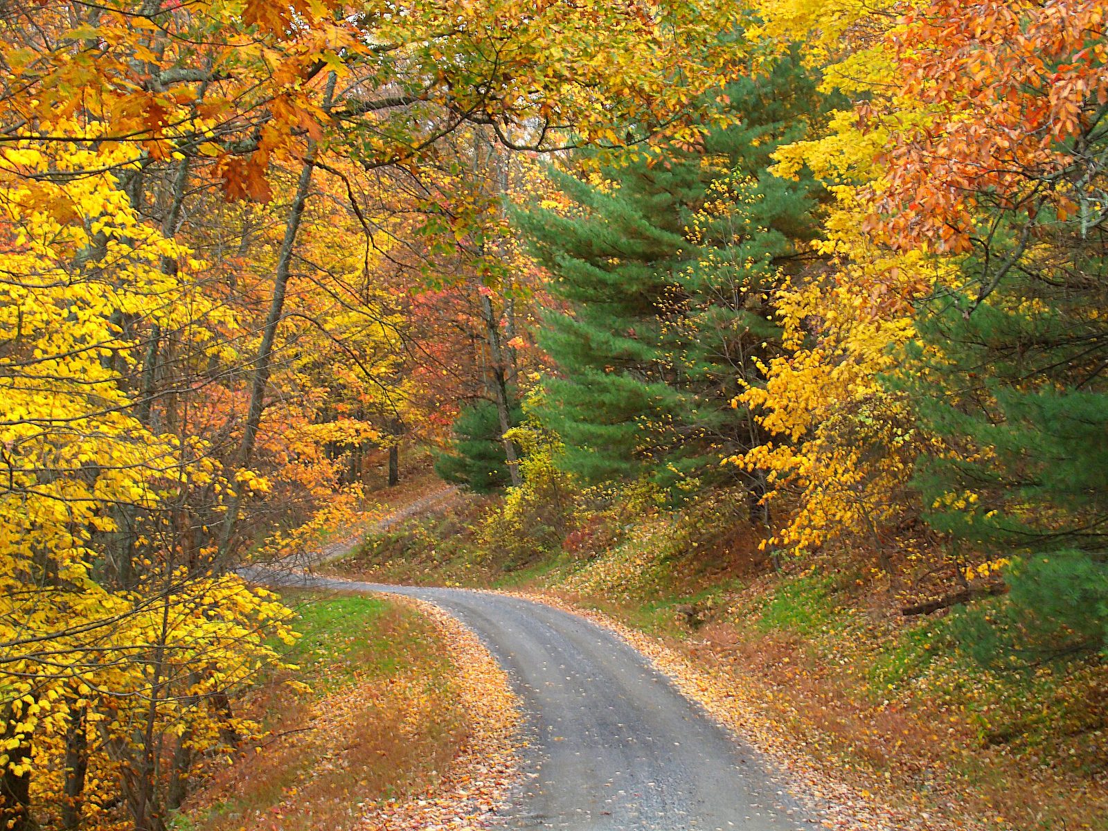 A gravel road winding through yellow and orange hardwoods and green pines.
