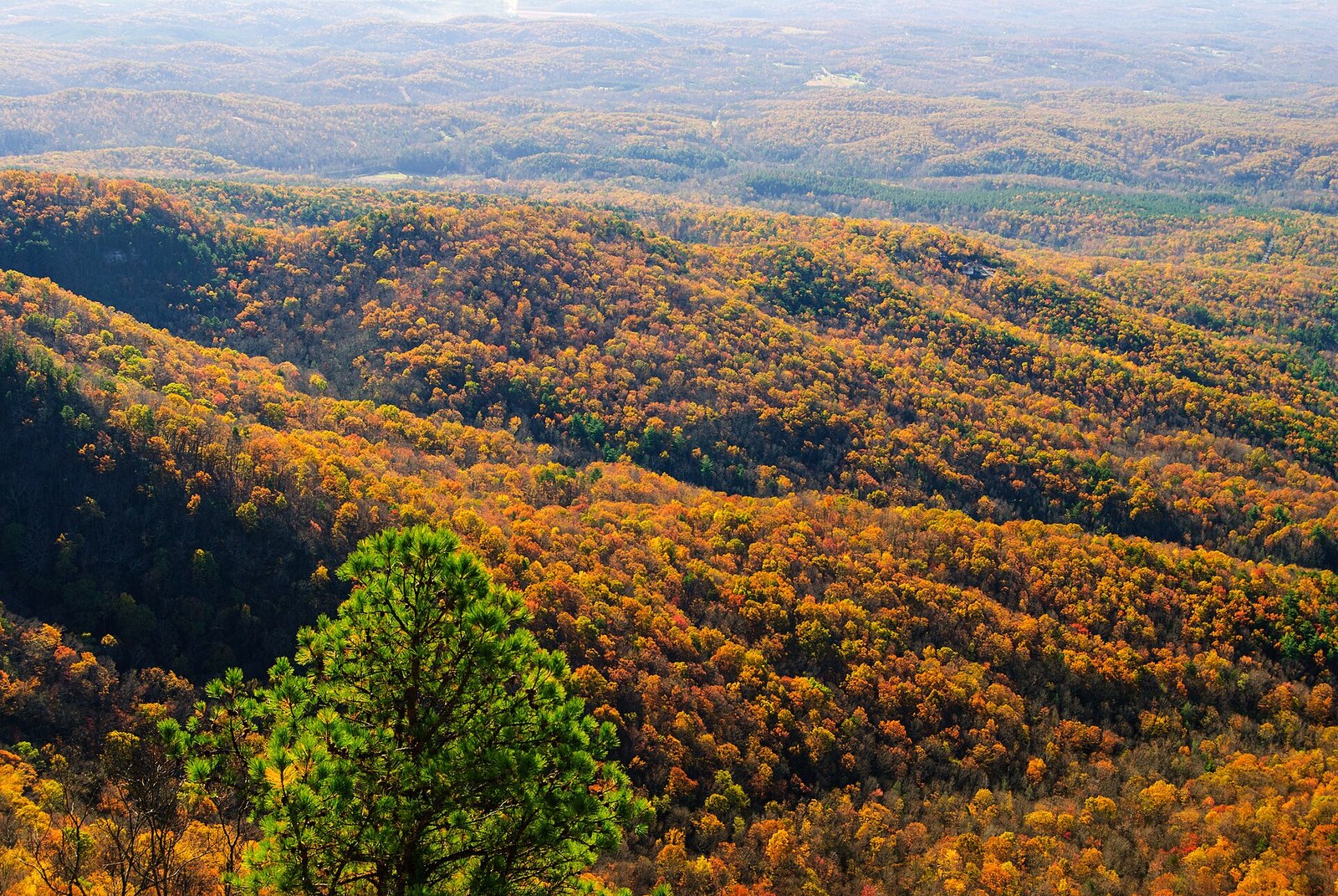 A wide mountain slope of gold and orange trees with a single dark pine in the foreground, seen from the Caesars Head overlook.