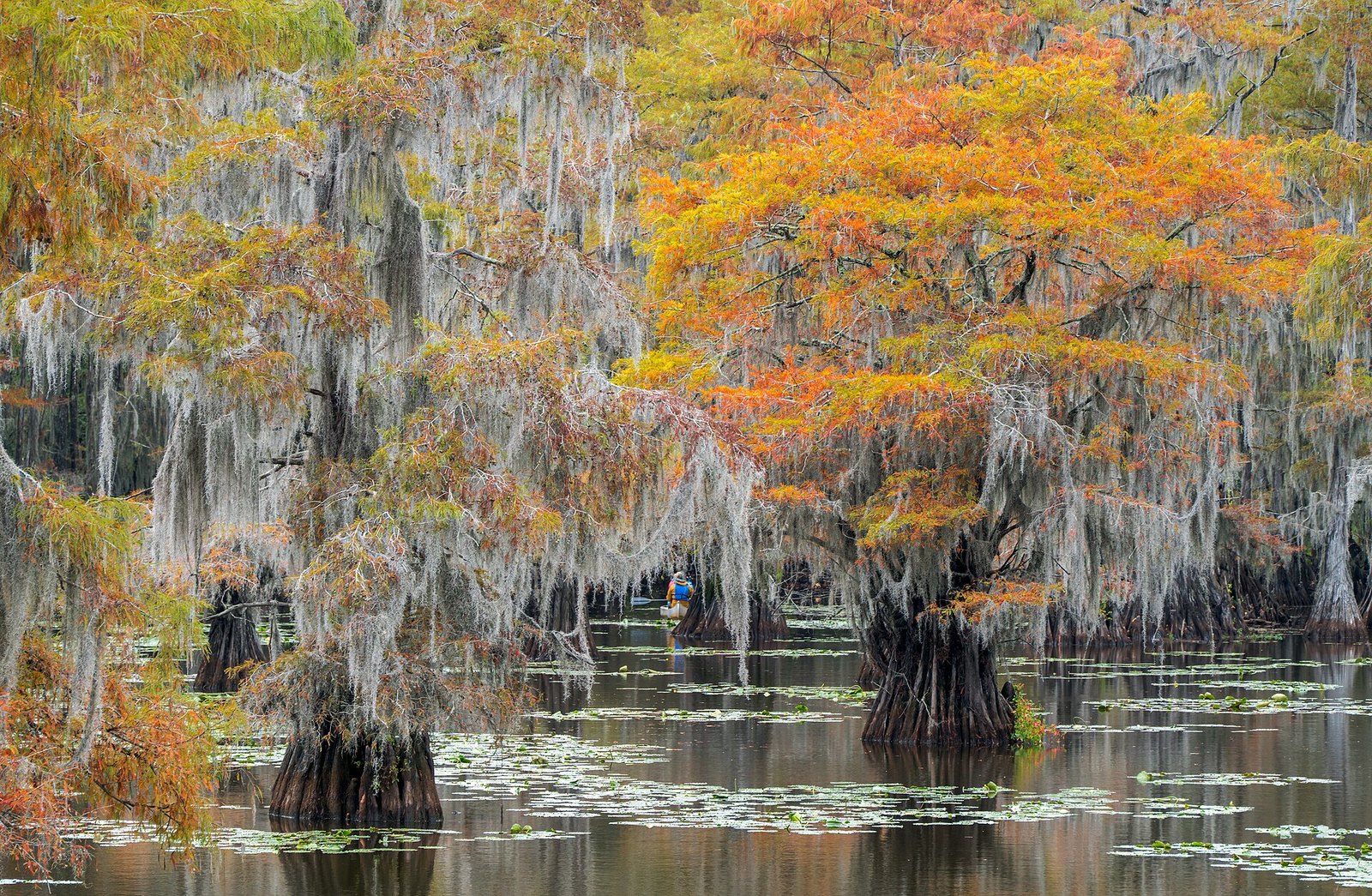 Bald cypress with orange and gold crowns draped in Spanish moss, standing in dark still water with lily pads.