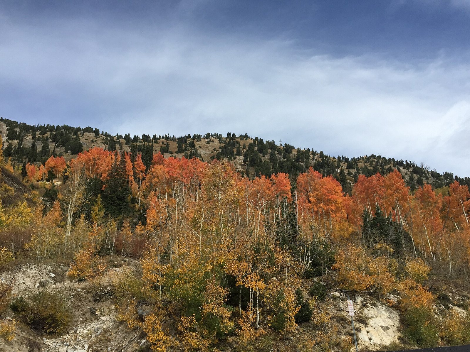 Orange and gold aspens on a hillside above Little Cottonwood Canyon, with dark evergreens and a cloudy sky.