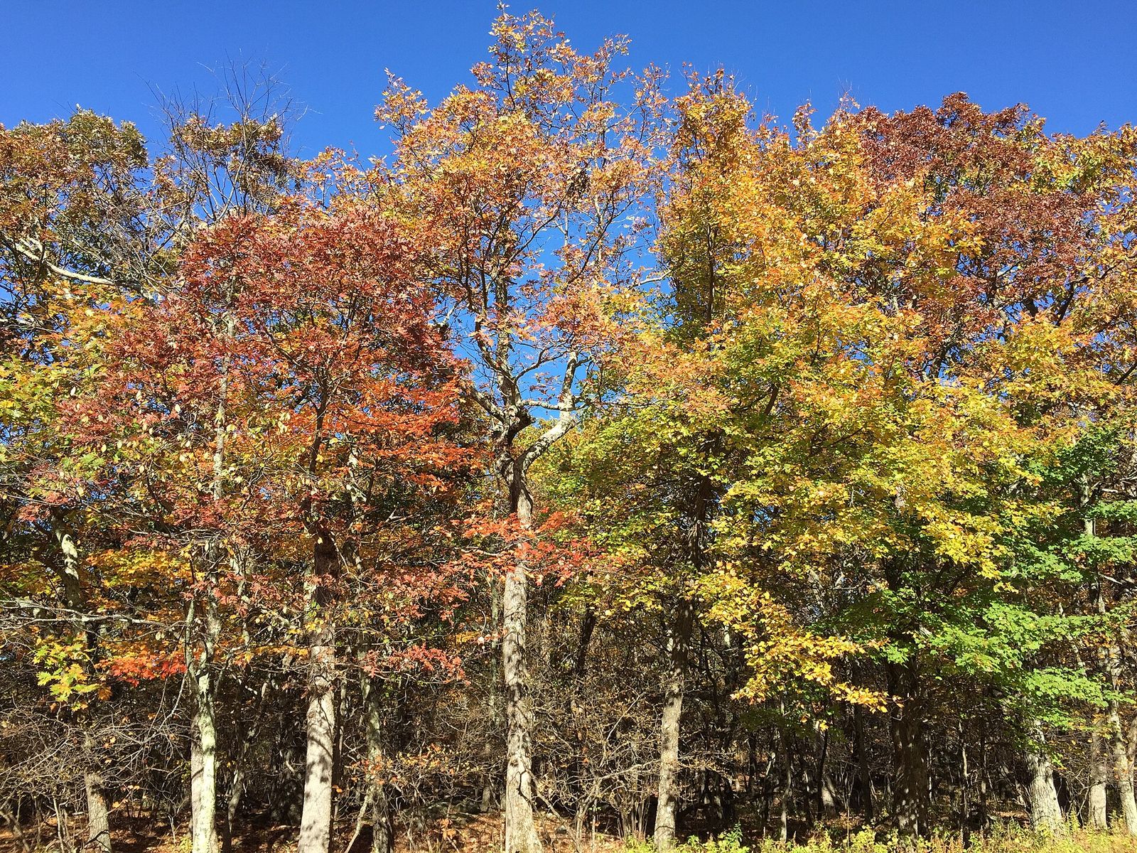 Trees in yellow, orange and red against a blue sky at the Crescent Rock Overlook on Skyline Drive.