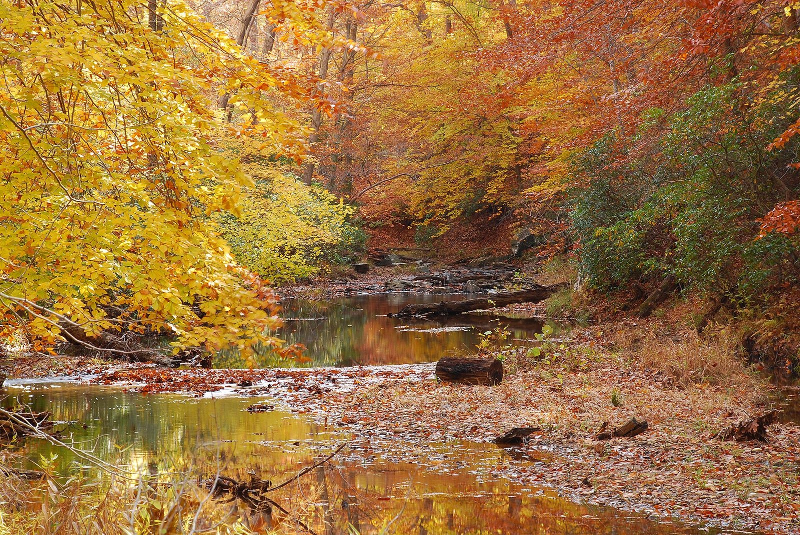 Quantico Creek running between banks of yellow and orange leaves.