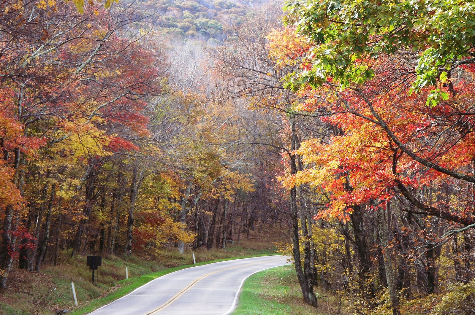 Skyline Drive curving through maples in red, orange and yellow, with mountains in the haze beyond.