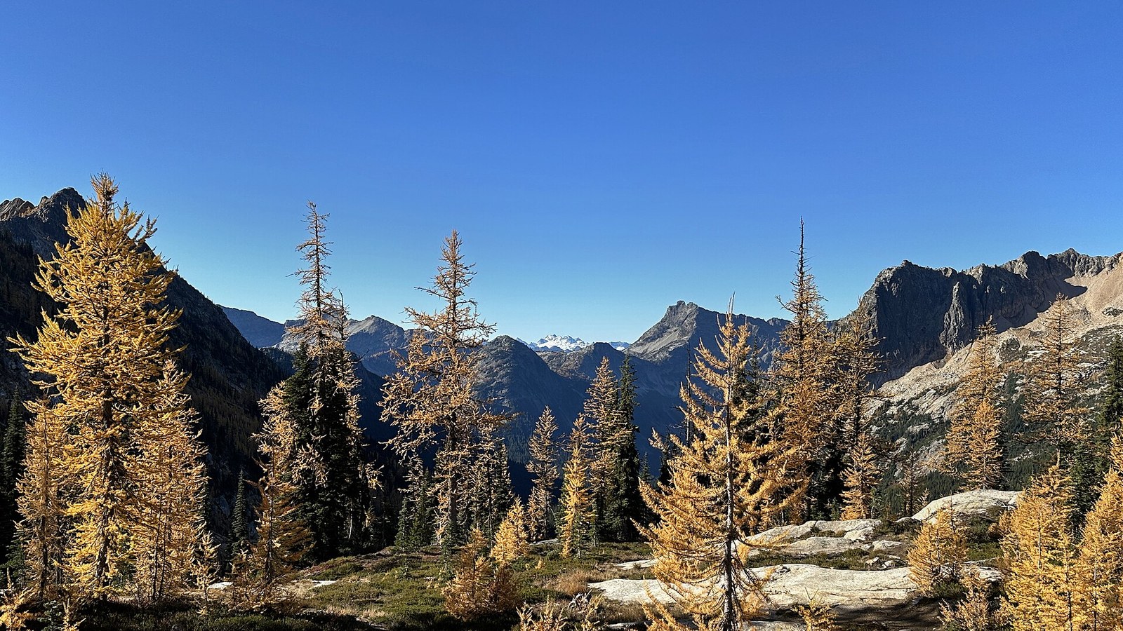Golden larches against a deep blue sky with jagged peaks and a forested valley beyond.