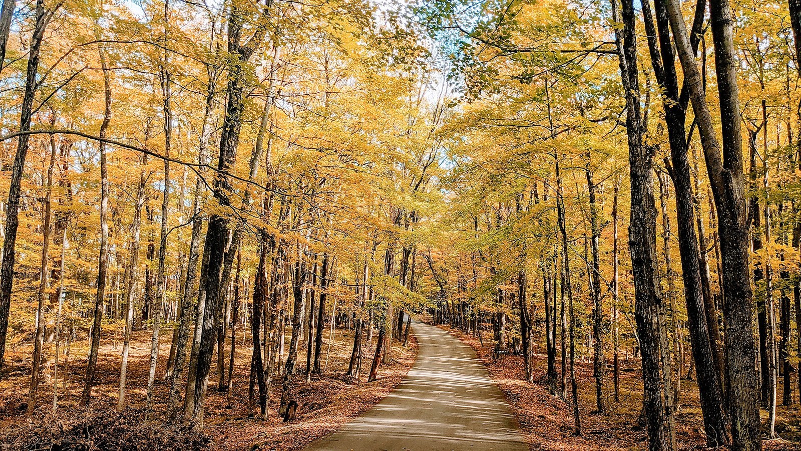 A gravel path running through tall maples in golden yellow leaves, with fallen leaves along the edges.