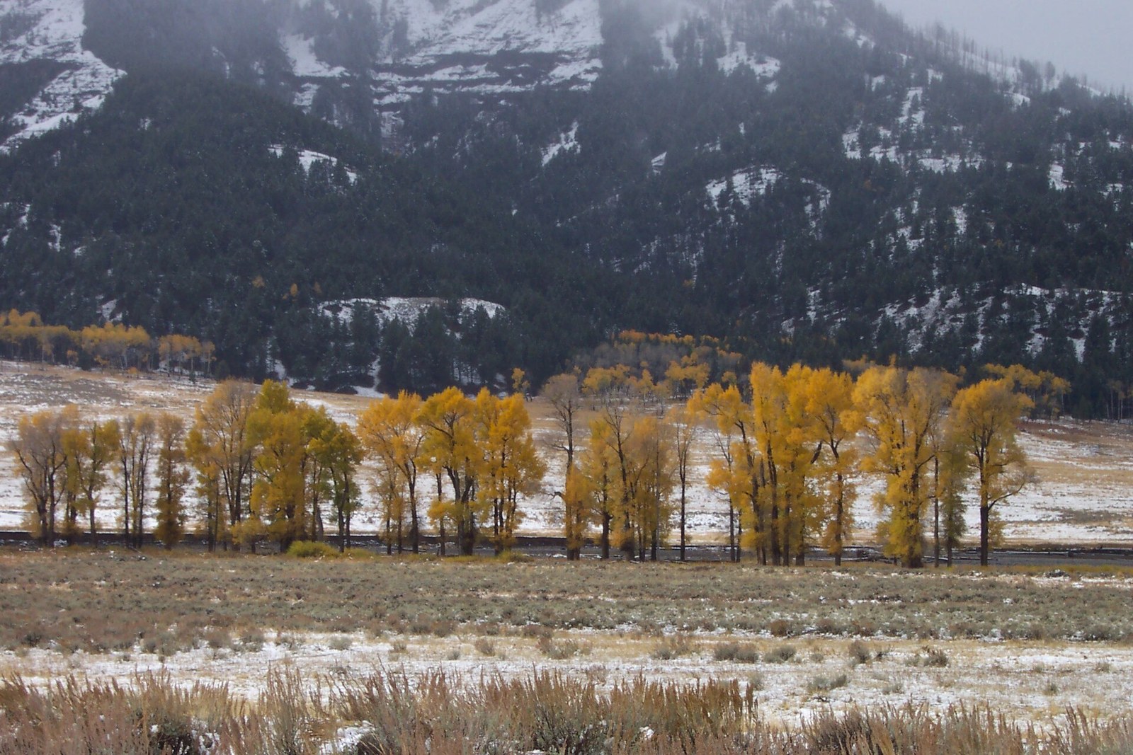 Gold cottonwoods along a valley floor with a light dusting of snow, and dark forested slopes rising behind.